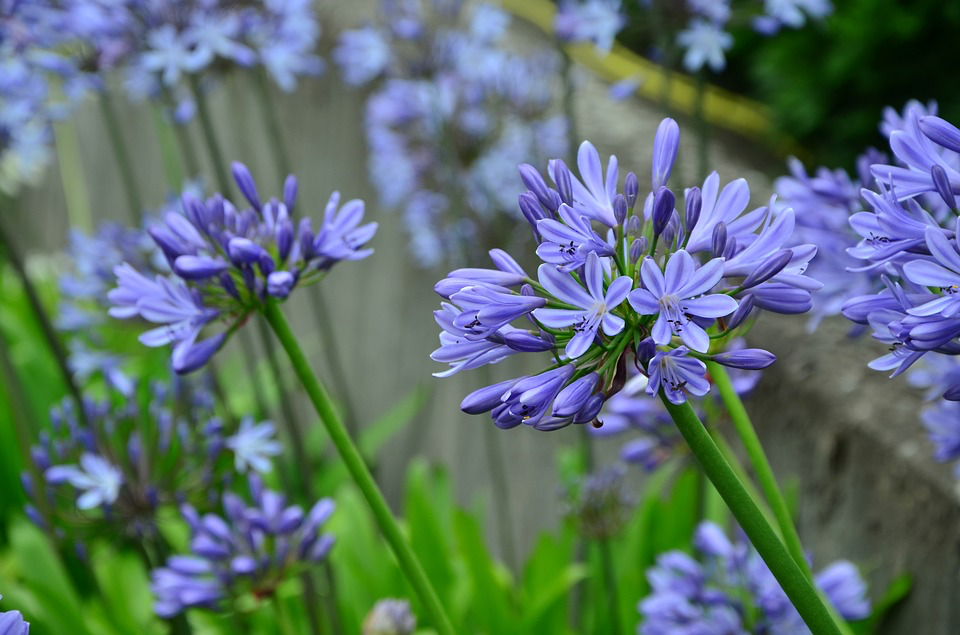 Agapanthus Lily Blue Jewelry