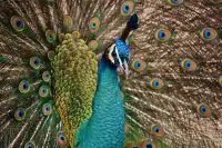 peacock peacock