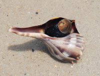 Whelk