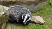 Badger Badger