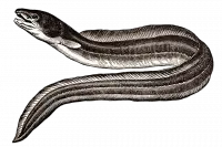 eel