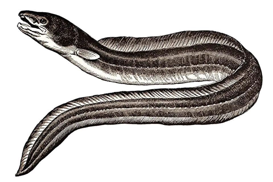 Eel Vintage Drawing