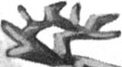 gf.c23–antler-detail gf.c23–antler-detail
