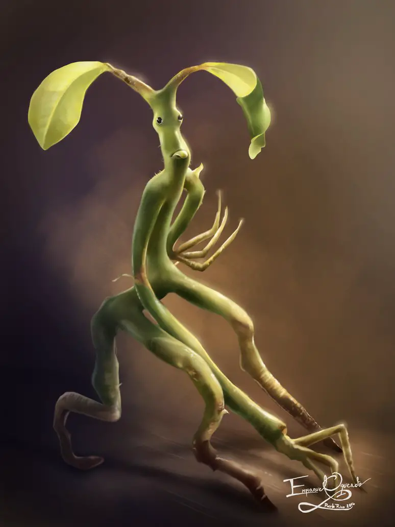 PICKETT THE BOWTRUCKLE