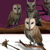 Pottermore Countdown Owls
