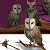 Pottermore Countdown Owls Pottermore Countdown Owls