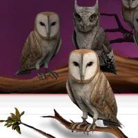 Pottermore Owls 3