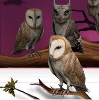 Pottermore Owls 4