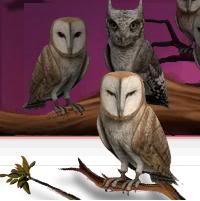 Pottermore Owls 5