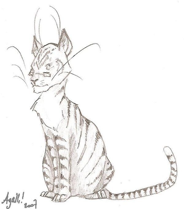 Animagus McGonagall Animagus McGonagall