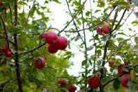 Applewood Applewood
