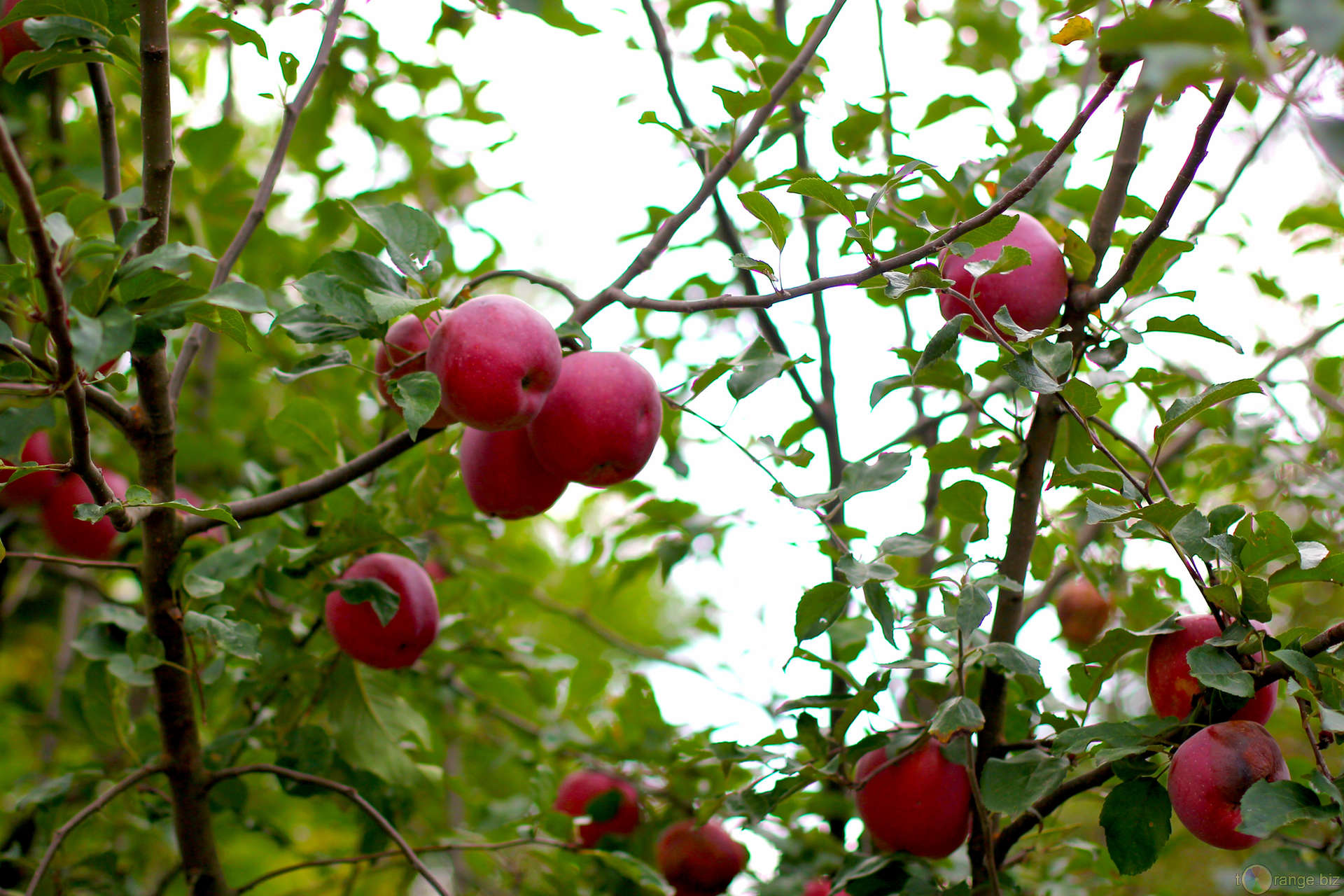 Red apples grow on Apple trees