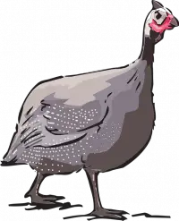 Guinea fowl Guinea fowl