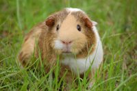Guinea pig Guinea pig