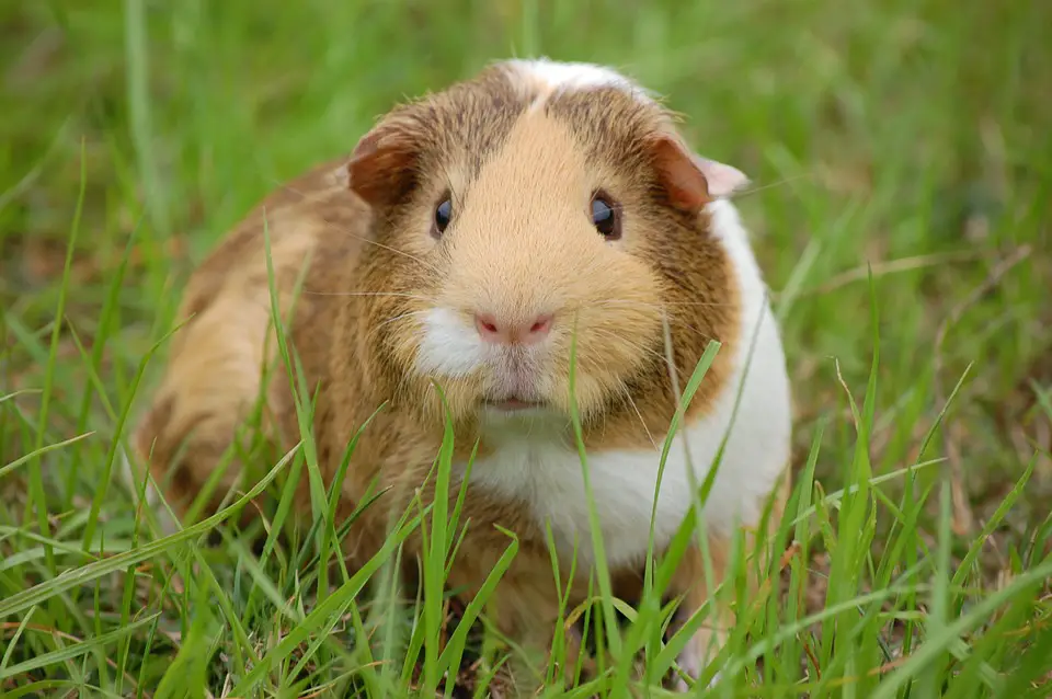 Guinea Pig