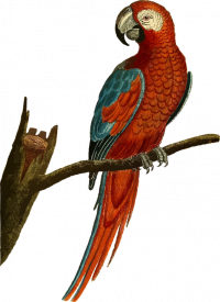 Parrot Parrot