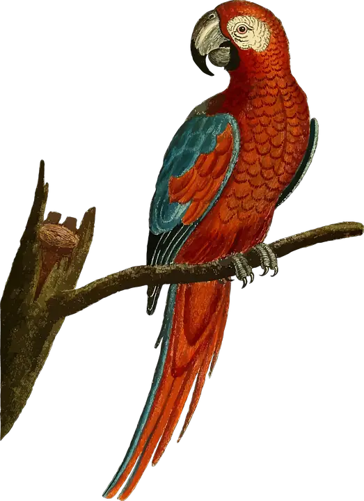 Parrot