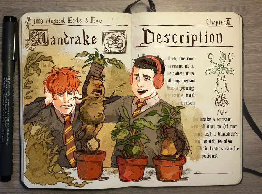 Mandrake Or Mandragora Harry Potter Lexicon