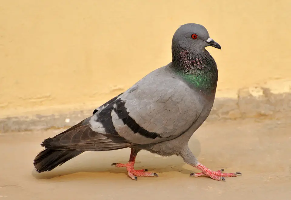 Pigeon