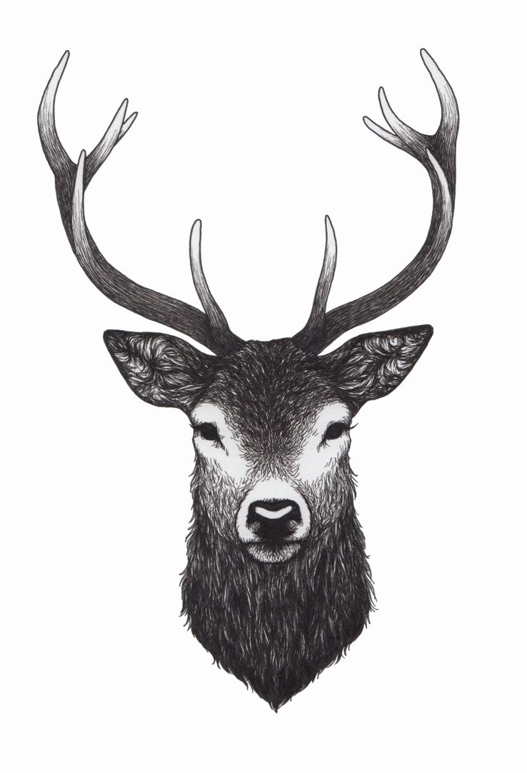 Stag Stag