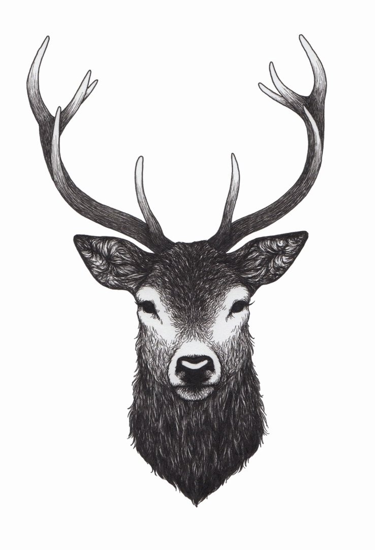 Stag