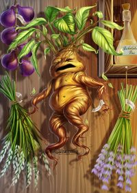 Mandrake Mandrake