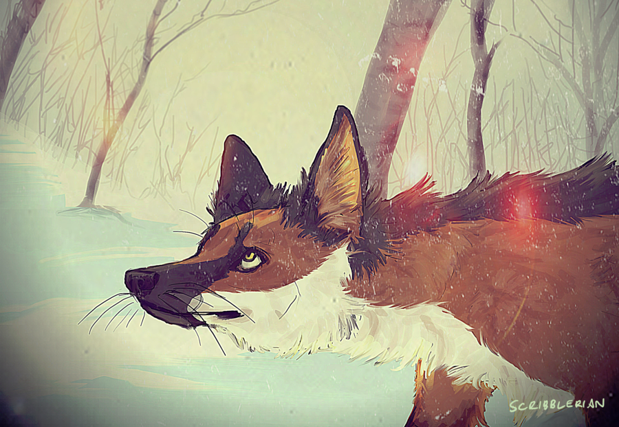 Citus the Fox Citus the Fox