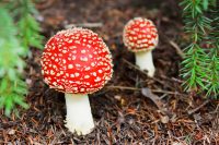 Poisonous toadstools don’t change their spots