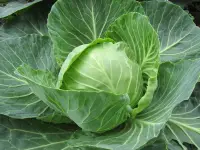 Cabbage Cabbage