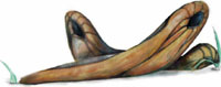 Flobberworm Flobberworm