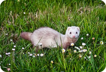 Silverback-ferret-stood-in-grass